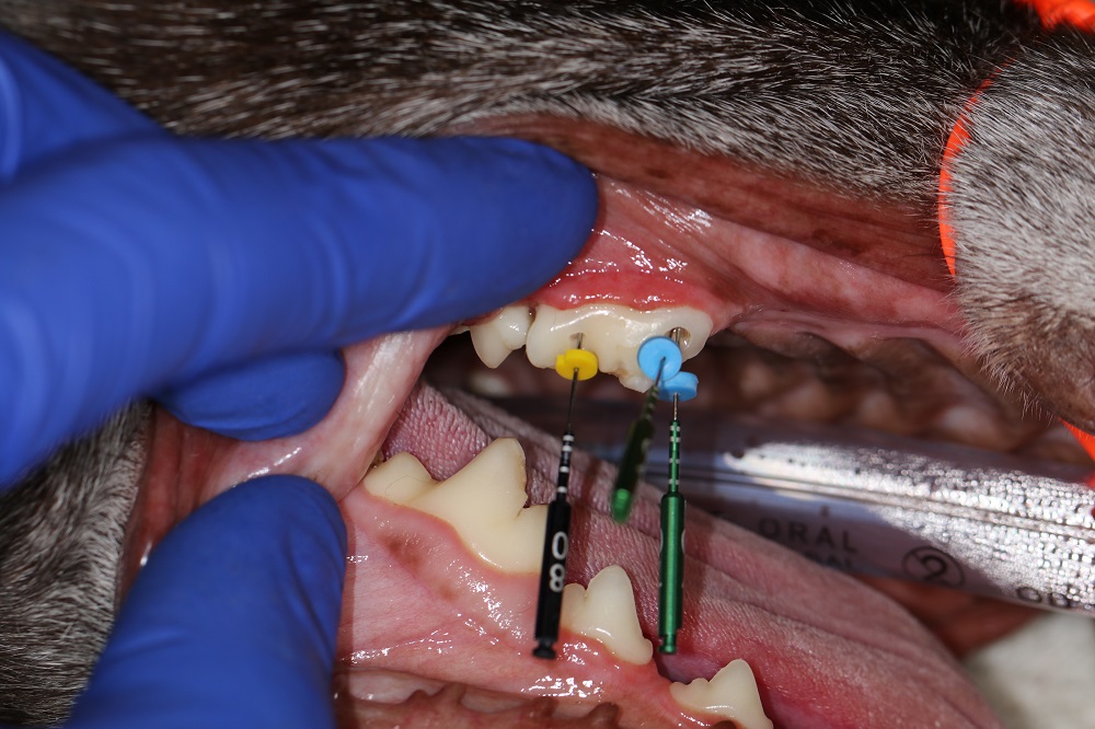 Root Canal Therapy Case Sarge Seattle Veterinary Dentistry
